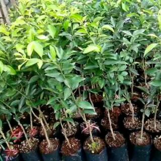 Cây quýt đường vỏ xanh, ngọt