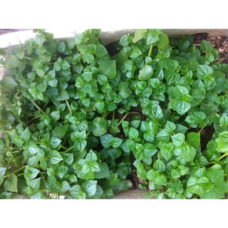 Hạt giống Rau càng cua
