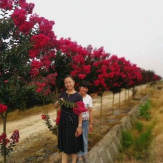Tường vi đỏ Huyết Long