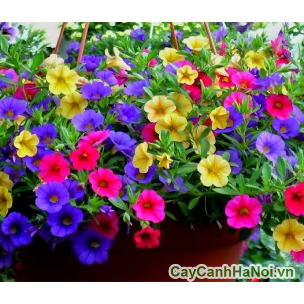 [GIÁ GỐC] Hạt Giống Hoa Triệu Chuông Nhiều Màu ( Hoa Ban Công Đẹp) - 50 hạt