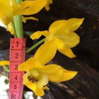 CỦ ĐỊA LAN LUÂN CÓ 4 MÀU HÀNG RỪNG