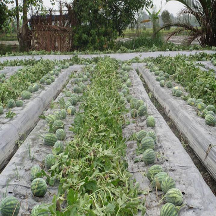 HẠT GIỐNG DƯA LÊ SIÊU NGỌT F1 (NN.76) - gói 1-5 gam