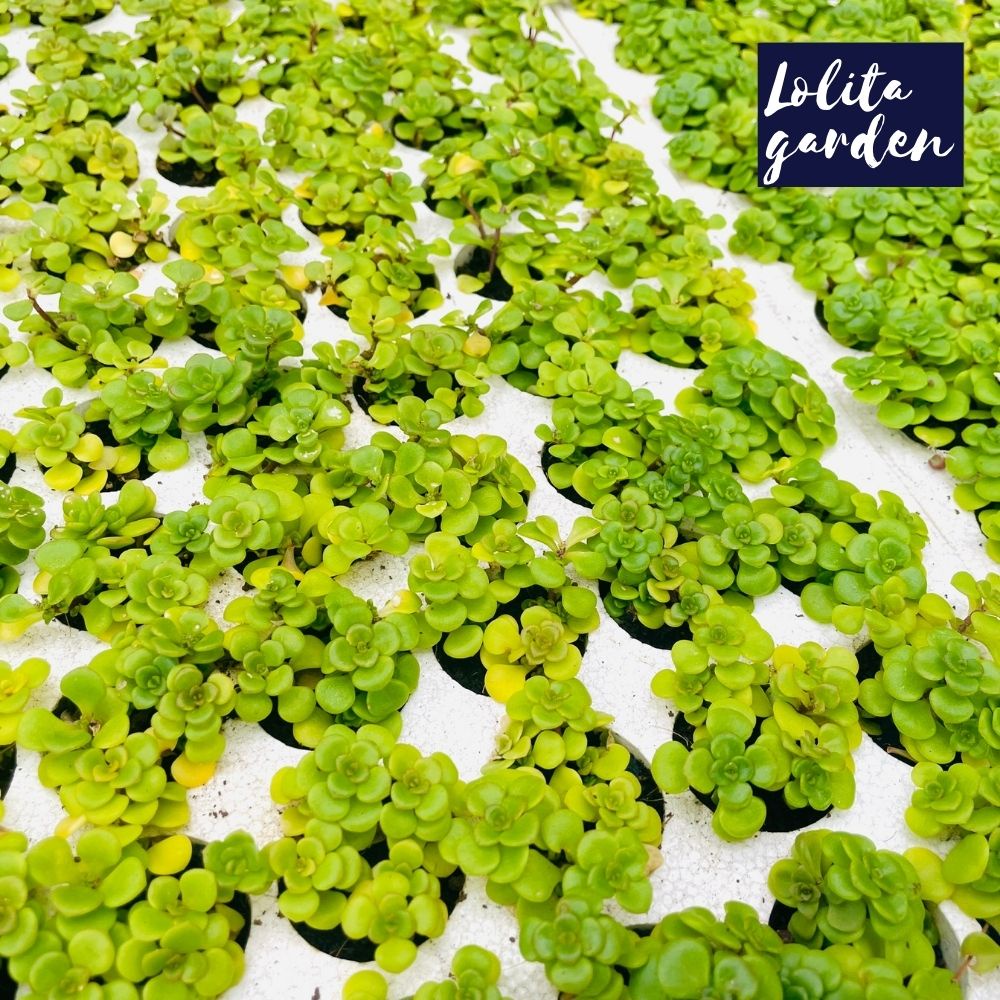 Sen đá sedum vảy cá Đà Lạt size mini cây cảnh trang trí nhà cửa Lolita garden