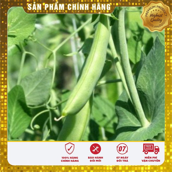 Hạt giống Đậu Hà Lan dễ trồng năng suất( 50gr)