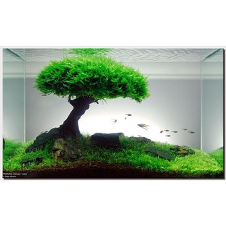 Lũa Bonsai Trang Trí Bể Thuỷ Sinh, Cá Cảnh