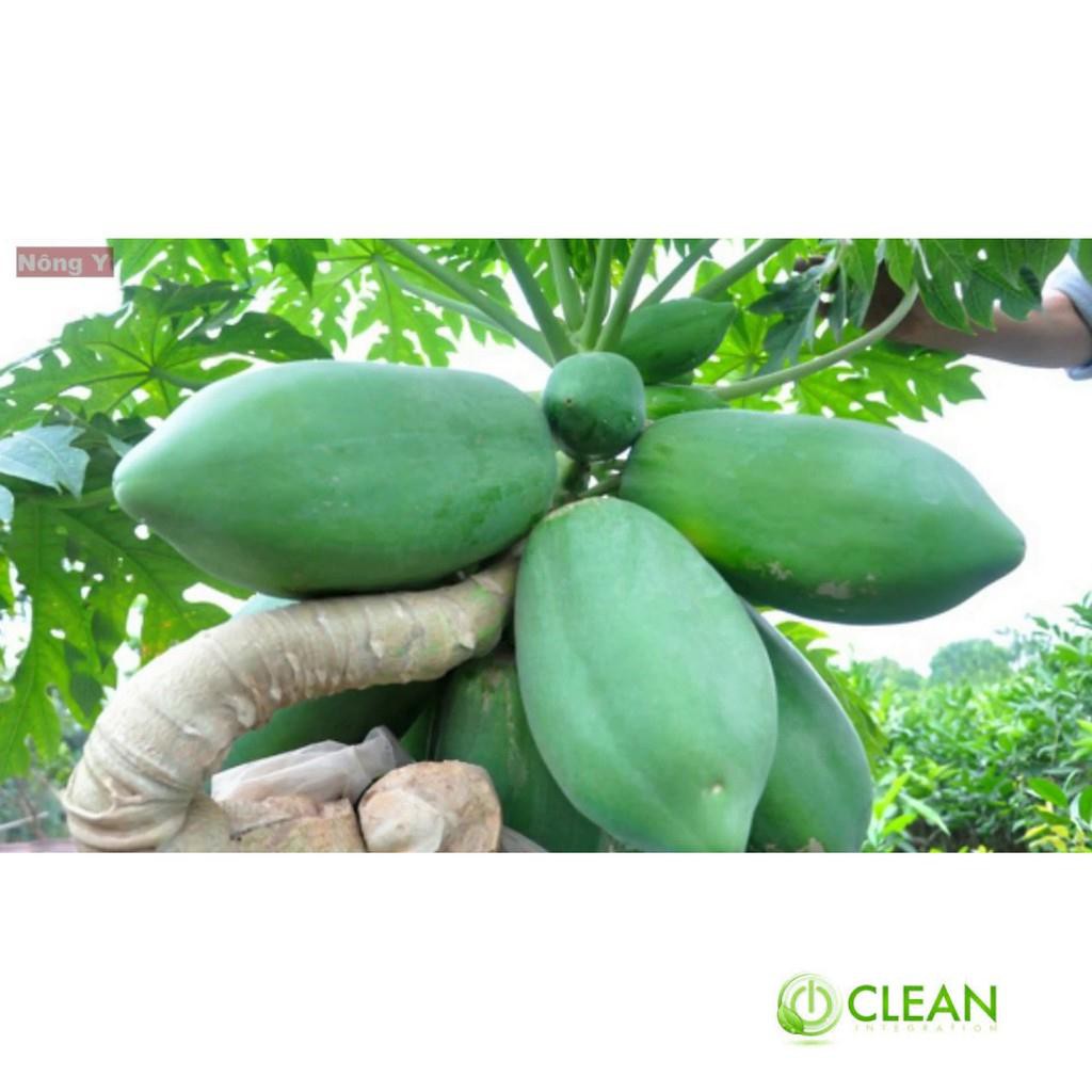 Hạt giống đu đủ lùn cao sản, siêu trái