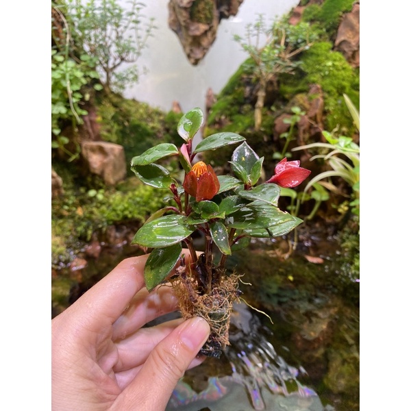 Cây cá vàng thân nước thả hồ bán cạn, trồng non bộ, terrarium, tiểu cảnh