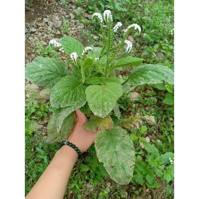 Cây Cỏ Vòi Voi Khô 01KG