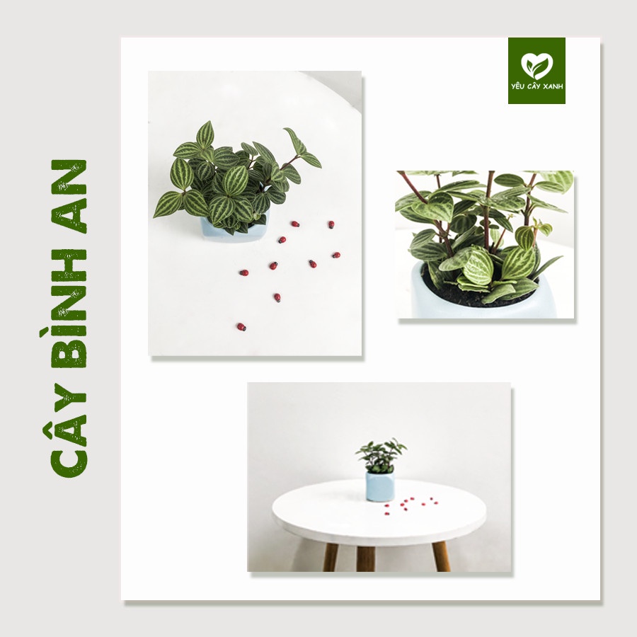 Cây Bình An ( Cây Hột Xoằn ) Peperomia Puteolata loại cây mang lại bình an và may mắn