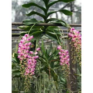 Giáng Hương Kikorat thơm
