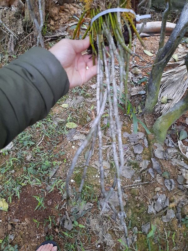 Hoa Phong Lan Hoàng Thảo Kèn