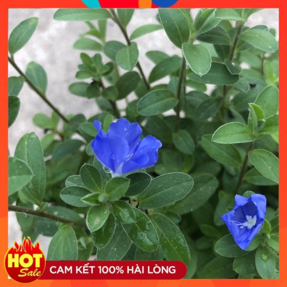 Cây hoa thanh tú, nhánh sum suê hoa nở rộ dễ chăm sóc. 17