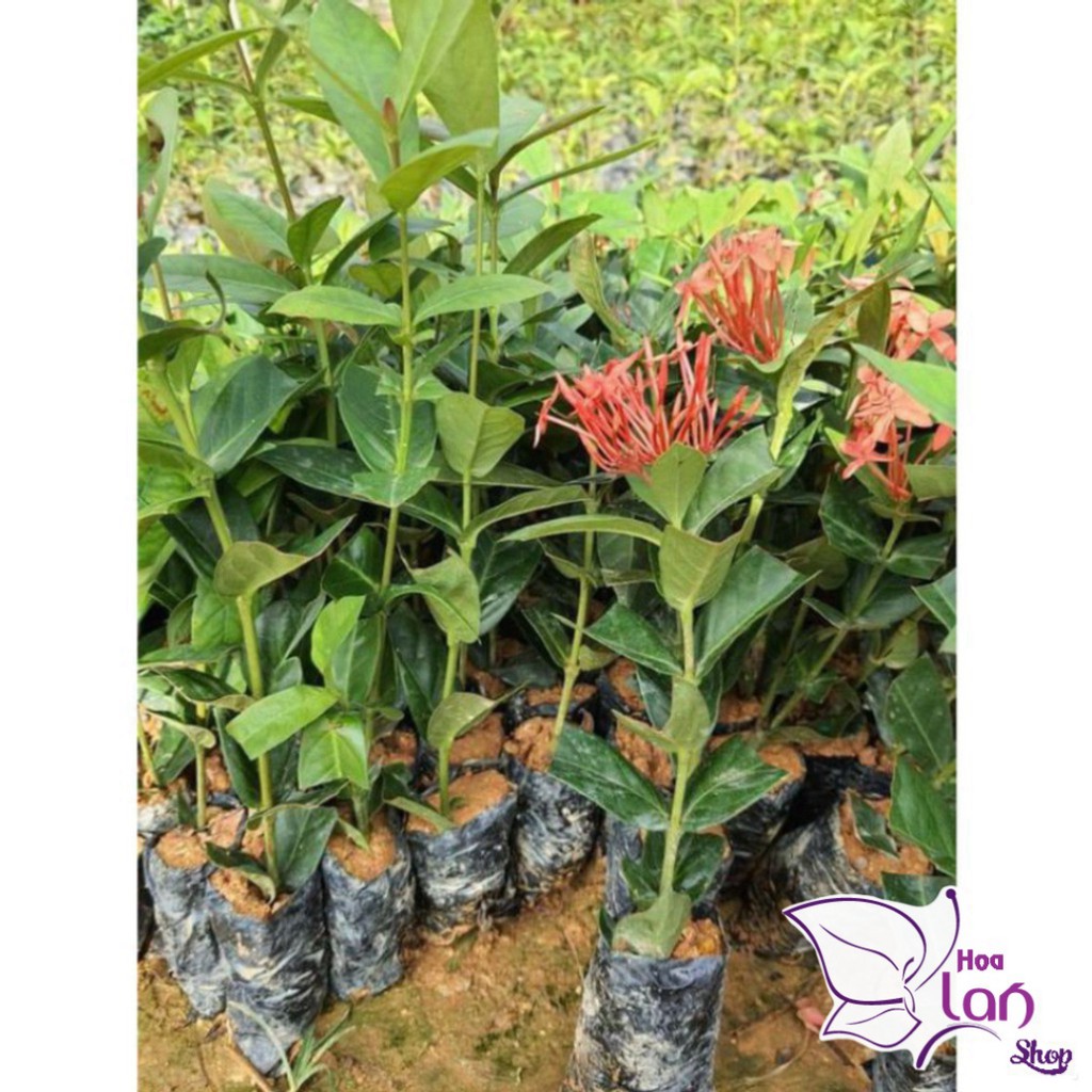 Mẫu Đơn Ta 🌲FREESHIP🌲 Đủ Màu [ Cây giống ]