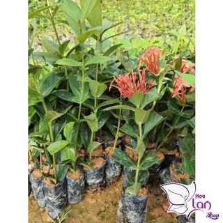 Mẫu Đơn Ta 🌲FREESHIP🌲 Đủ Màu [ Cây giống ]