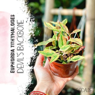 Chậu cây Euphorbia tithymaloides (Devil’s Backbone)