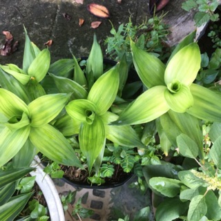 Phát tài búp sen- ship hàng thứ 2