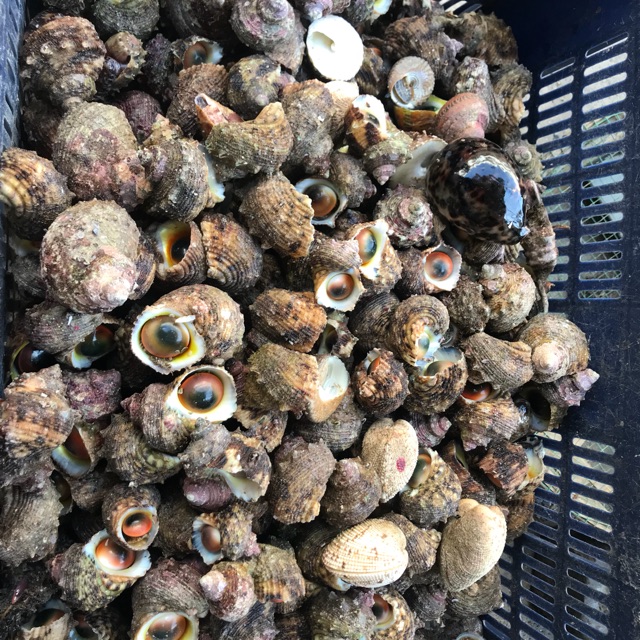 Ốc lộn xộn
