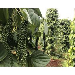 Cây giống Tiêu Trâu.