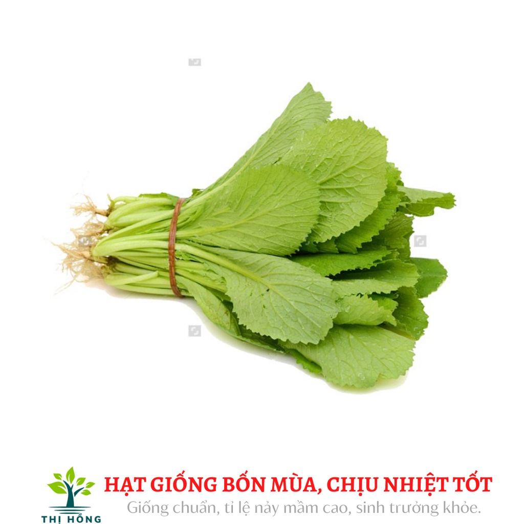Hạt giống cải mơ lùn 20g (lá màu xanh nhạt, bóng, rất được ưa chuộng)