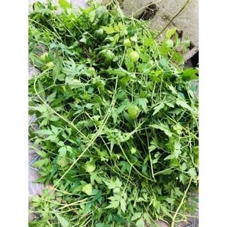 1kg cây xoan leo sấy khô hữu cơ
