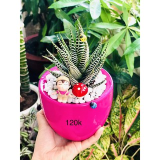 Chậu móng rồng hồng