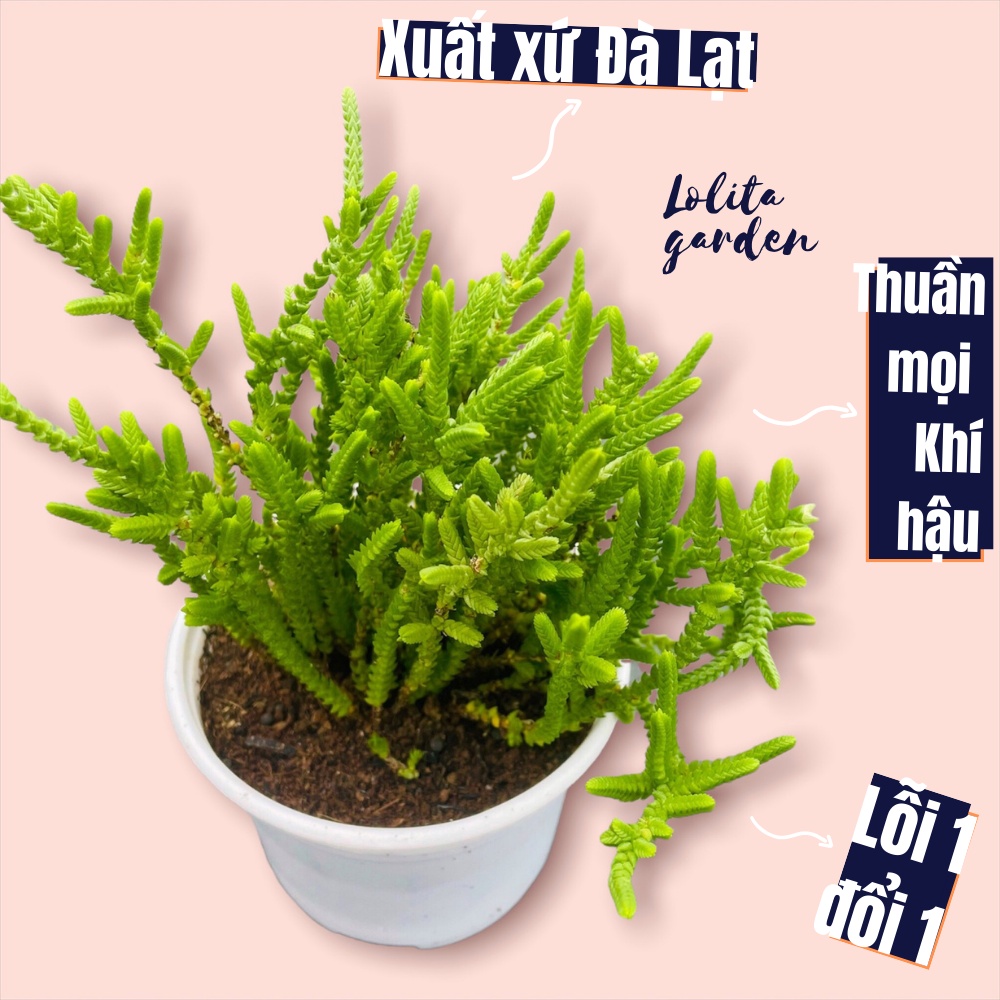Cỏ trúc xanh Đà Lạt size trung bình cây cảnh trang trí nhà cửa Lolita garden