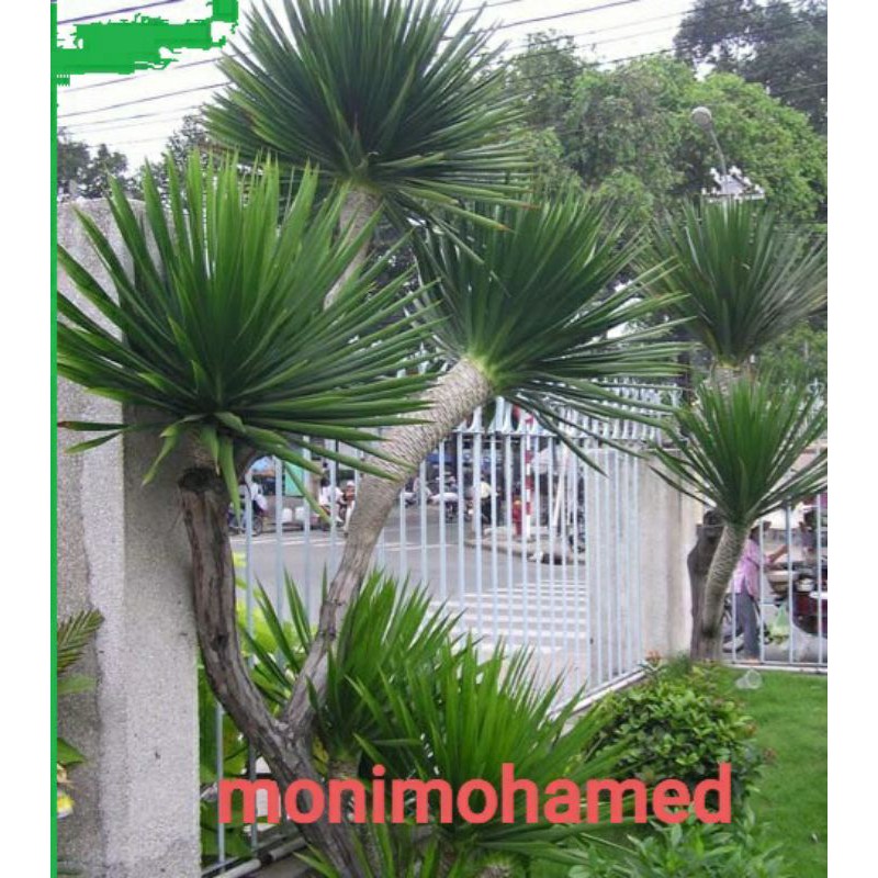 Phát tài núi