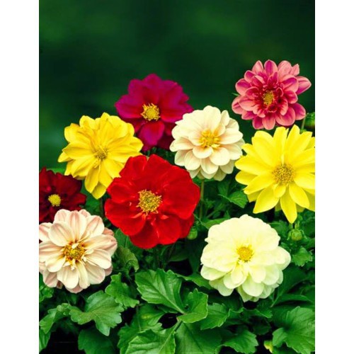 Hạt Giống Hoa Thược Dược HN010