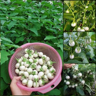 Hạt giống cà pháo trắng cao sản kns1039 - gói 0.5gram