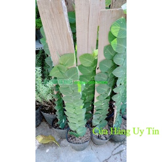 Cây Thằn Lằn(tắc kè) cao 70cm