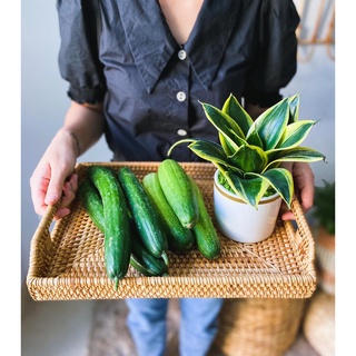 Khay guột mây chữ nhật cao cấp