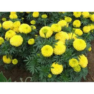 Hạt giống hoa cúc vàng 100 hạt