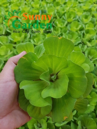 Bèo Tai Tượng 3 Bông Loại Trung - Cây Thủy Sinh +Tặng 02 cây nhót ngọt