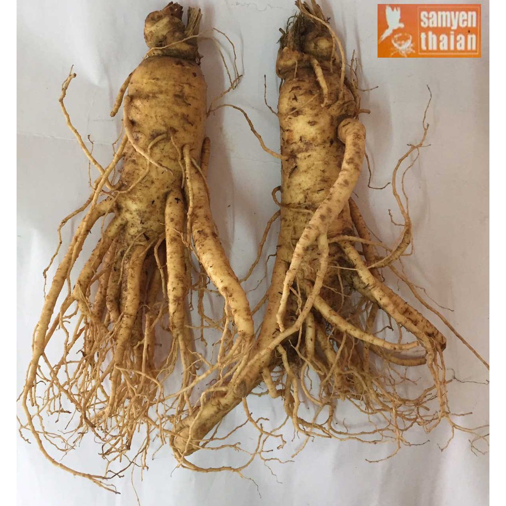 2 Củ Lớn Sâm Tươi Hàn Quốc 6 Năm Tuổi, Nhân Sâm Hàn Quốc, tác dụng chống mệt mỏi, sâm tươi hàn quốc
