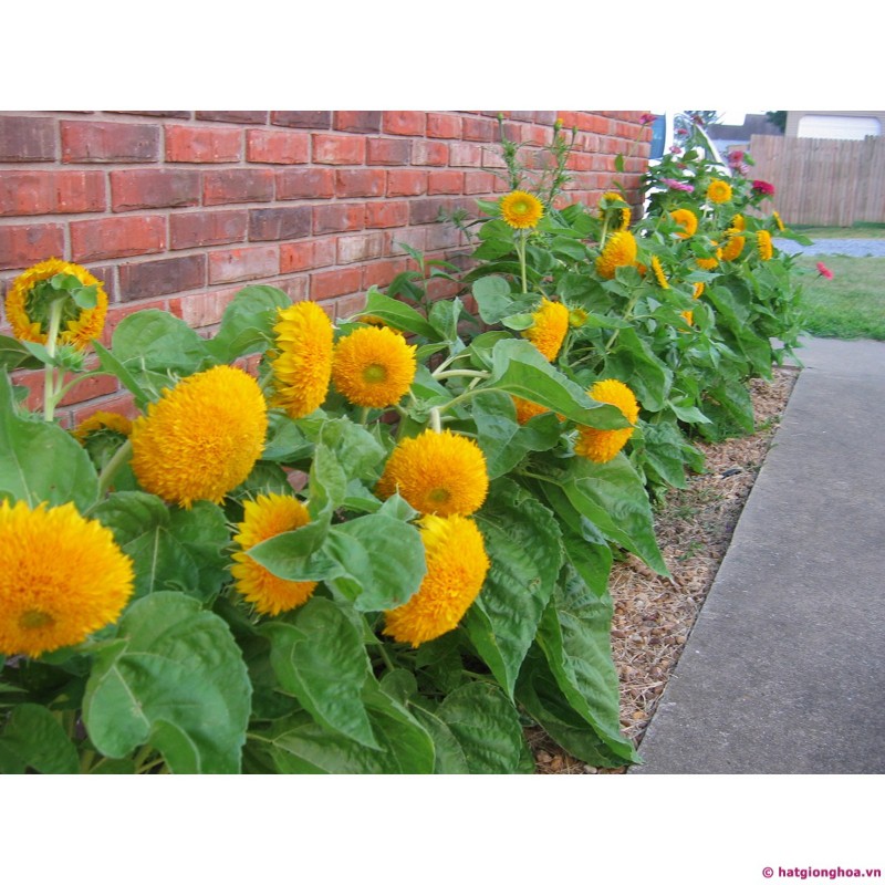 HẠT GIỐNG HOA HƯỚNG DƯƠNG KÉP VÀNG CAM - GÓI 1 GRAM
