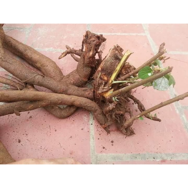 Củ gai tươi an thai.