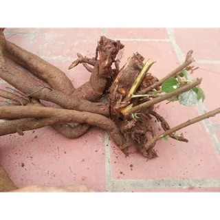 Củ gai tươi an thai.
