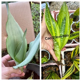 Combo 2 loại lưỡi hổ hoàng kim và bach kim