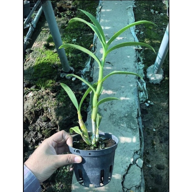 Denro xưa hắc long