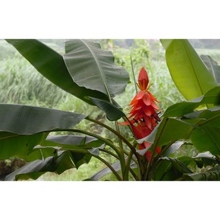 Hạt chuối hột rừng