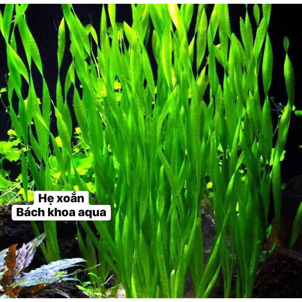 Hẹ xoắn thủy sinh