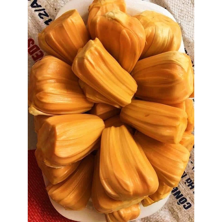 Cây giống mít thái lùn
