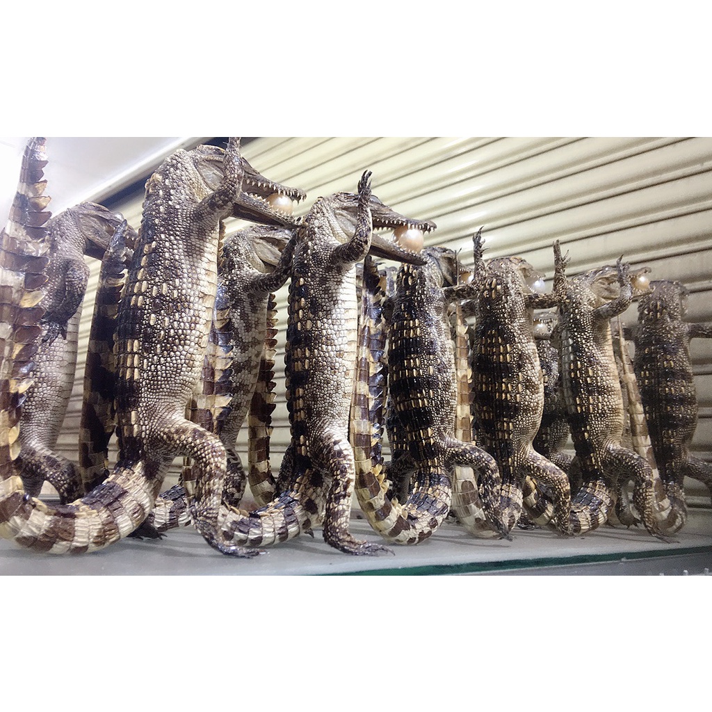 Đầu cá sấu trưng bày