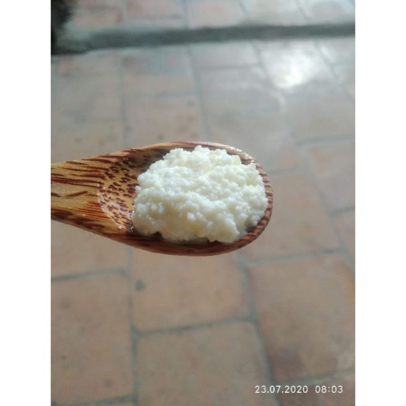 NẤM SỮA CHUA KEFIR - BẢO HÀNH NẤM KHỎE