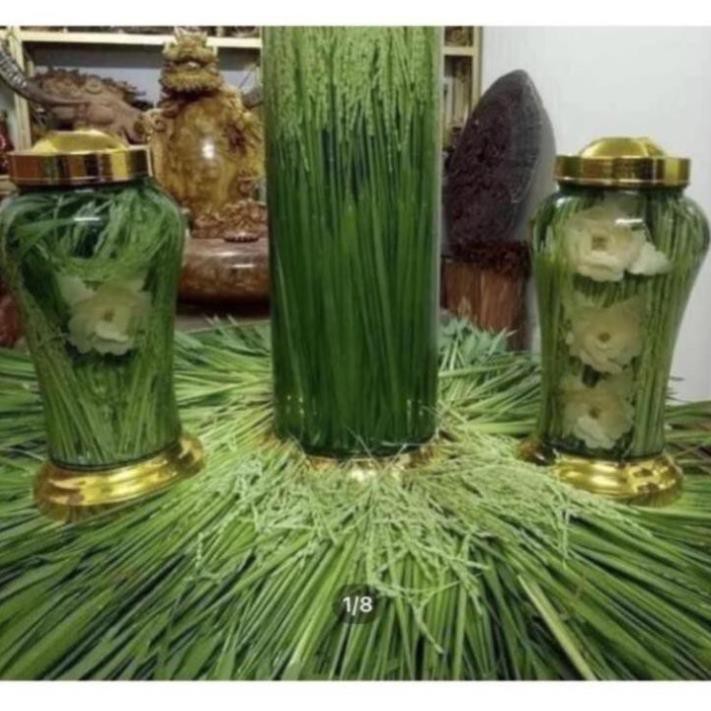 1kg Đòng đòng lúa nếp ngâm rượu