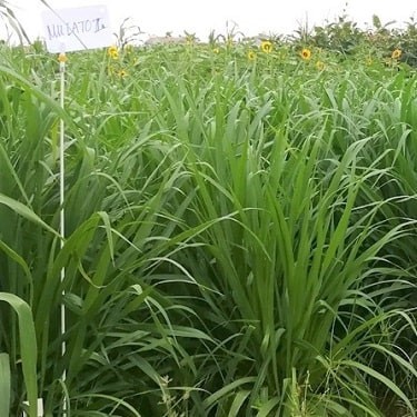 Hạt giống cỏ Mulato II - Cỏ Sả Dinh Dưỡng (gói 1kg)