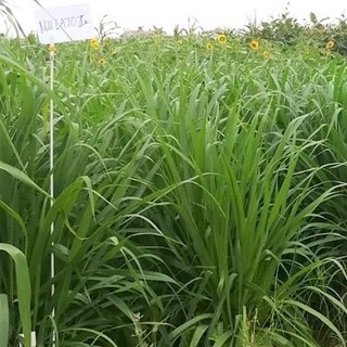 Hạt giống cỏ Mulato II - Cỏ Sả Dinh Dưỡng (gói 200g)