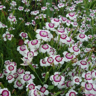 Hạt giống hoa Cẩm Chướng màu trắng