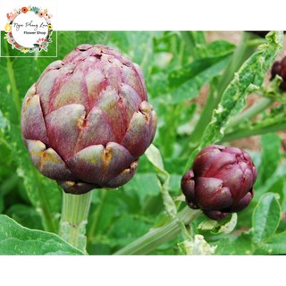 Giống atiso đà lạt bông tím - gói 2 gram