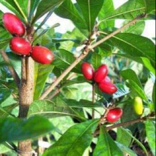 Chậu cây thần kỳ quả đỏ- ăn gì cũng ngọt lịm